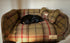 The Amberley Dog Sofa Small